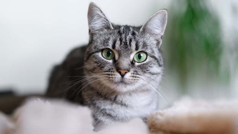Beautiful American Shorthair cat with green eyes.