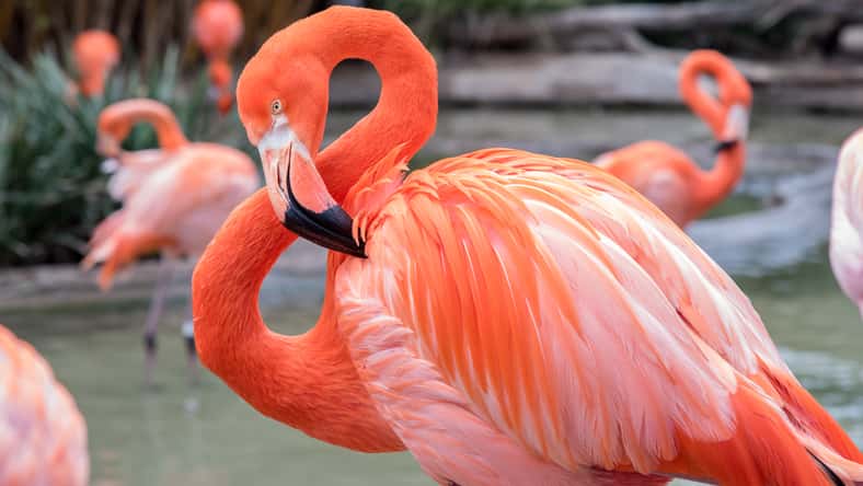 Flamingo with head and neck curved into a figure 8
