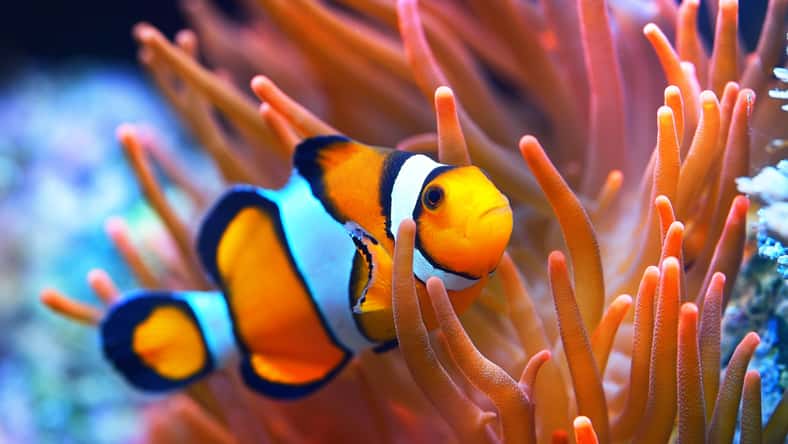 Amphiprion ocellaris clownfish in the anemon. Natural marine enriromnent