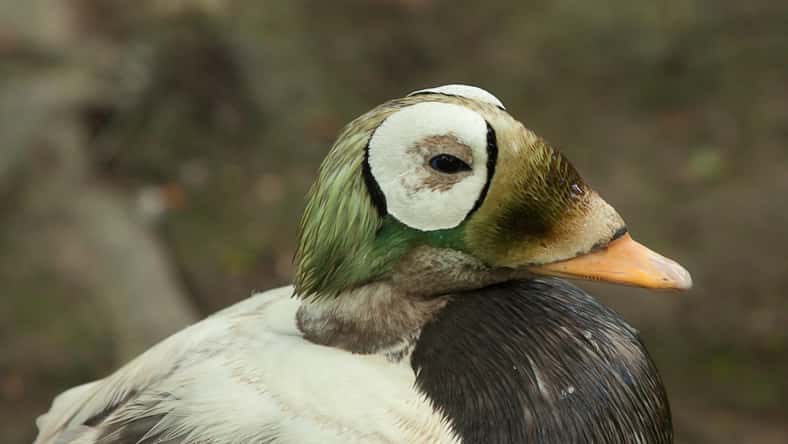 spectacled eider duck