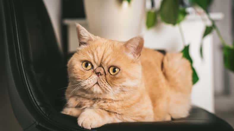 Ginger Exotic Shorthair Cat On Black Chair. Closeup View. Funny Fluffy Cat
