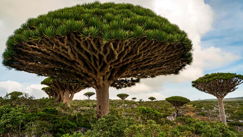 Dragon Blood Tree is an endemic plant in Socotran Archipelago of Yemen in Indian Ocean