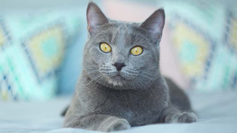Gray cat relaxing on bed.Russian blue cat at cozy home interior. Pet care, friend of human.