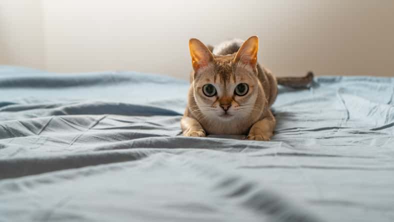 Singapura cat playing on blue/gray background. Animal photo. Stockholm. Sweden.