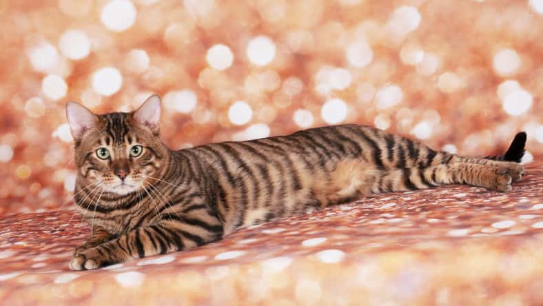 Toyger cat on a cat show on golden glitter background