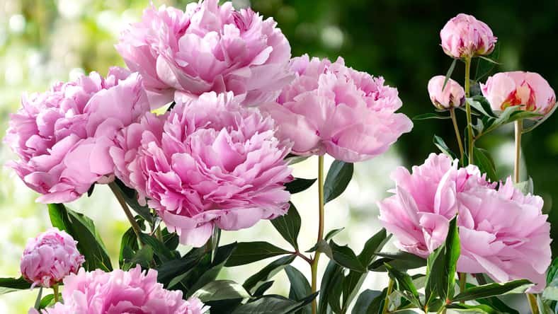 Bouquet of Pink Pionies closeup on a blurred green background