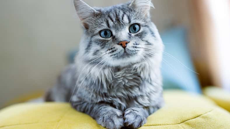 Cute fluffy cat lies on sofa. Tabby lovely kitten with blue eyes and long gray hair.