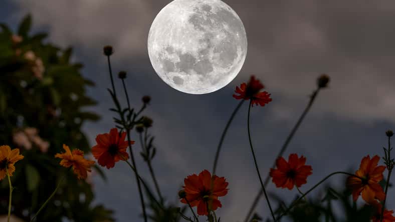 Full moon over silhouette cosmos flowers at night.
