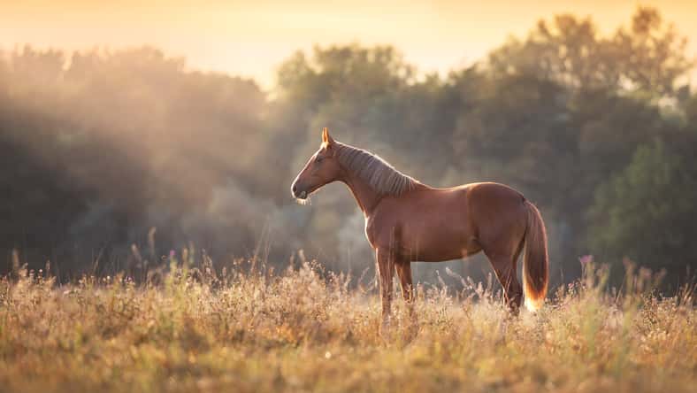 Red horse standing in meadow