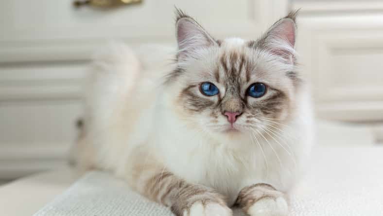 Birman cat on a light background