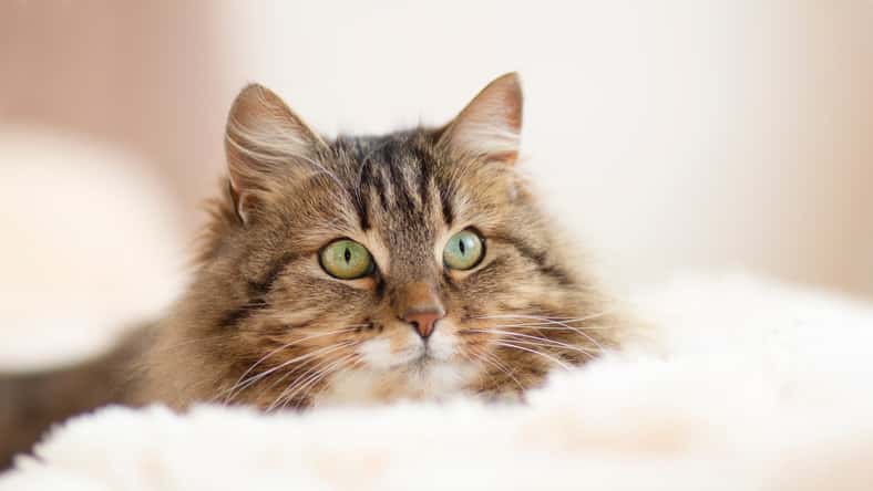 young fluffy ginger Siberian cat lying on bed resting and watch with interest , concept lovely pets