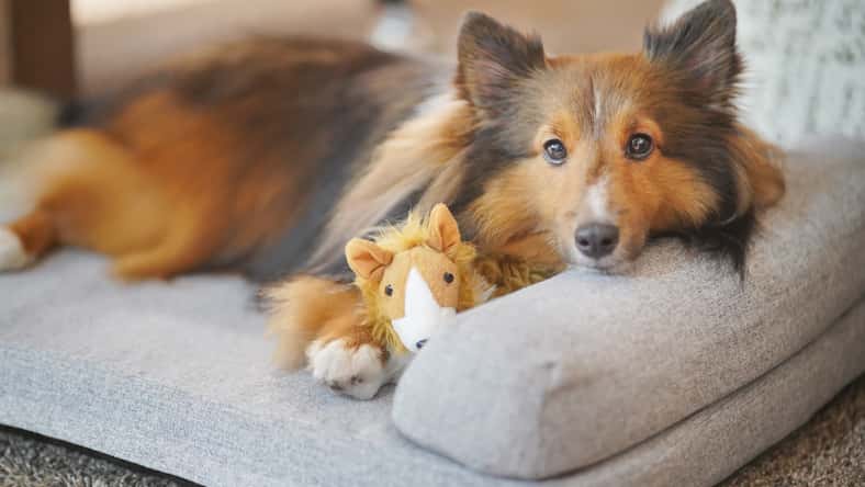 A Shetland Sheepdog (Sheltie) prepare to sleep on the dog bed