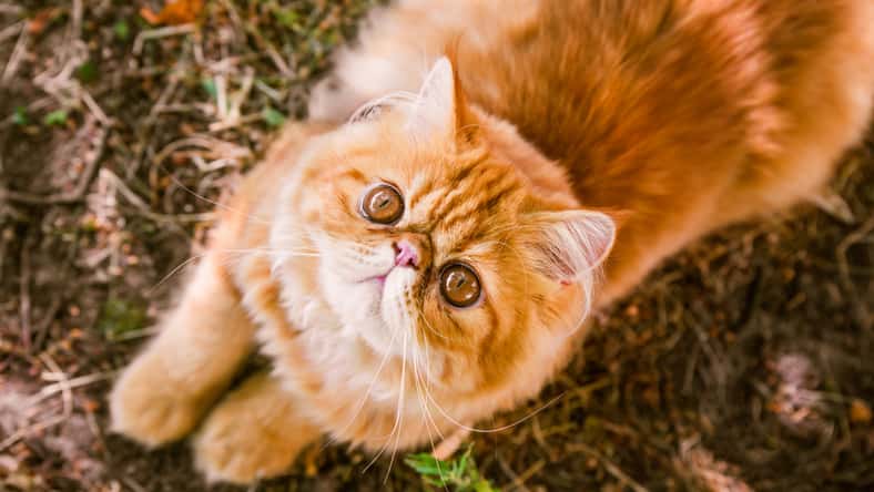 Funny Young cute Red Persian cat with big orange round eyes is walking, top view