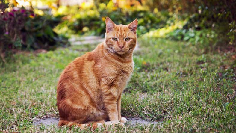an orange feline sitting in a garden.