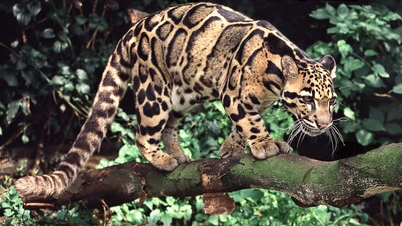 A beautifully spotted Clouded leopard prowling through the forest.