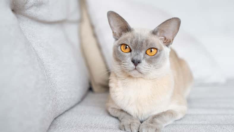 Burmese cat lying on sofa.