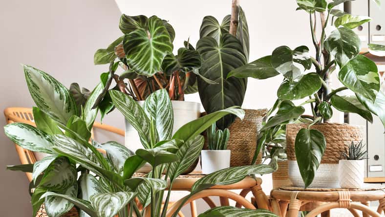 Urban jungle. Different tropical houseplants like Philodendron or Chinese Evergreen in basket flower pots on wooden tables