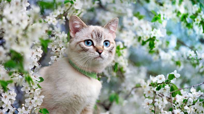 Beautiful cat with blue eyes at the blooming cherry tree