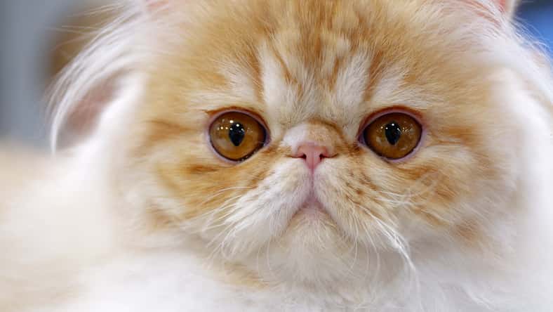 Young exotic persian cat, white and light brown fur, close-up portrait