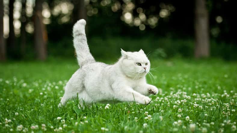British shorthair cat running in summer
