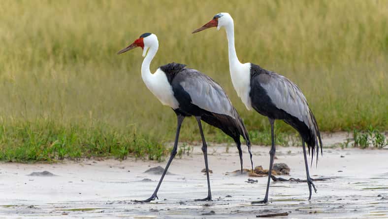 Wattled Crane courtship dance. These wattled crane (Grus carunculata), a threatened monogamous species of crane, where where making a courtship dance in the Okavango Delta in Botswana