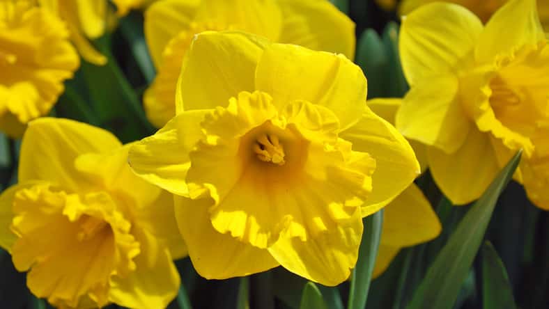 Yellow daffodils