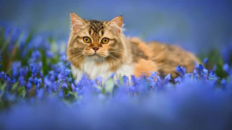 beautiful young cat portrait on a meadow of blue flowers in spring