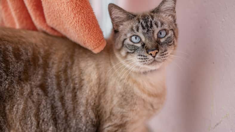 Colorpoint Shorthair cat