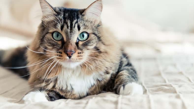 cat lying on bed