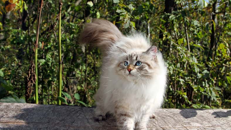 Siberian nevsky cat in a autumn nature