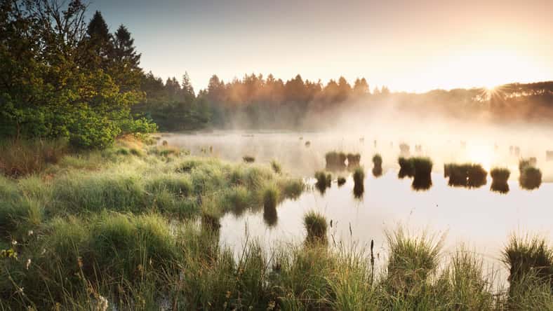 misty summer sunrise over wild swamp