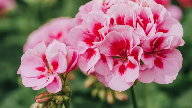 Close up image of bright pink geranium on green background