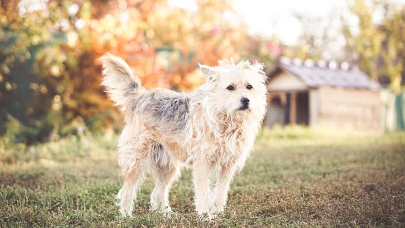 Happy mixed breed adopted dog