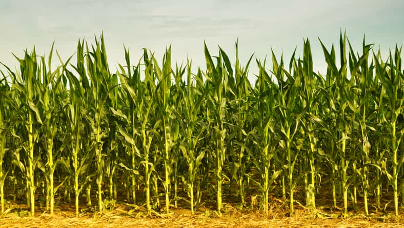 Cornfield