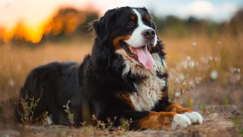 Portrait of happy bernese dog lying on sunny green field in sunset. Green yellow red grass and trees background.