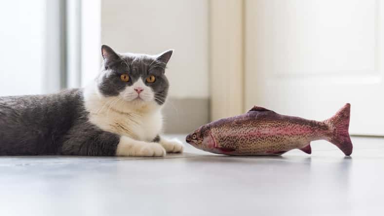 British shorthair and toy fish