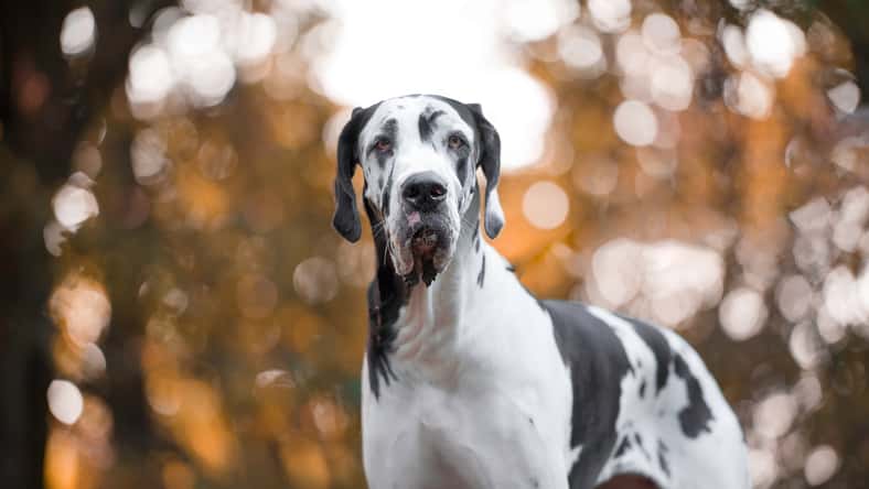 Great Dane portrait