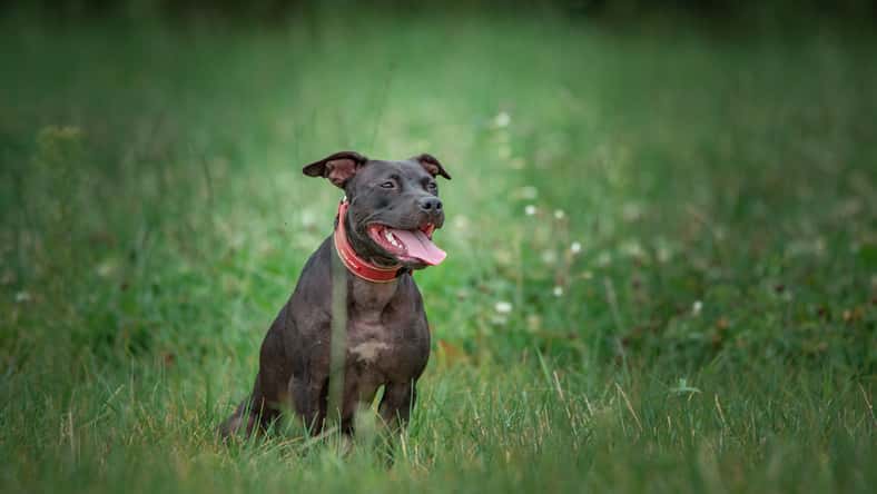 Portrait of a purebred black pit bull terrier on the field.