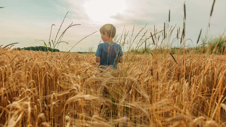 Little boy in blue shirt in yellow wheat field in summer