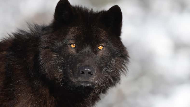 Retrato de un lobo canadiense negro sobre un fondo borroso