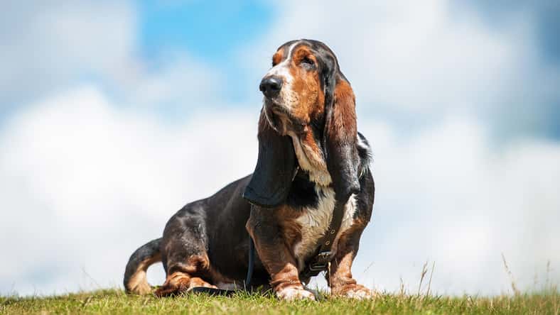 Basset hound dog sitting on the top of the hill