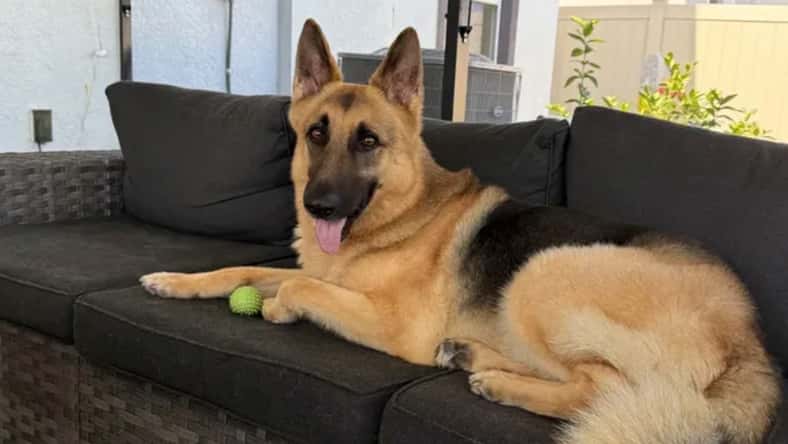 pictured above is Zeus