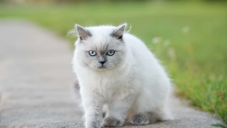 adorable fluffy kitten with blue eyes posing outdoors