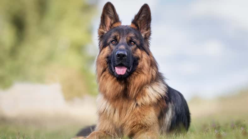 Healthy purebred dog photographed outdoors in the nature on a sunny day.