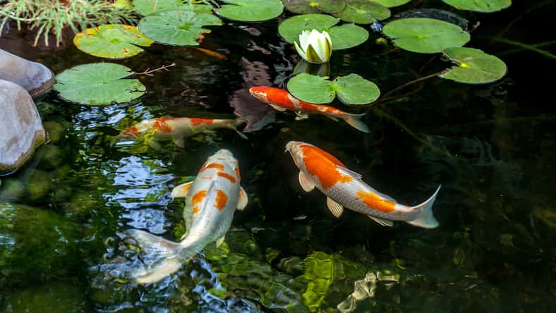 Colorful decorative fish float in an artificial pond, view from above