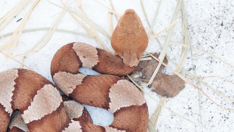 Venomous Copperhead snake top view of pattern and scales.