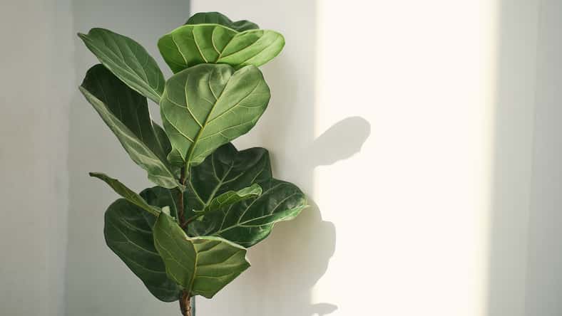 Green leaves of Fiddle Fig or Ficus Lyrata. Fiddle-leaf fig tree the popular ornamental tropical houseplant on white wall background,, Air purifying plants for home, Houseplants With Health Benefits
