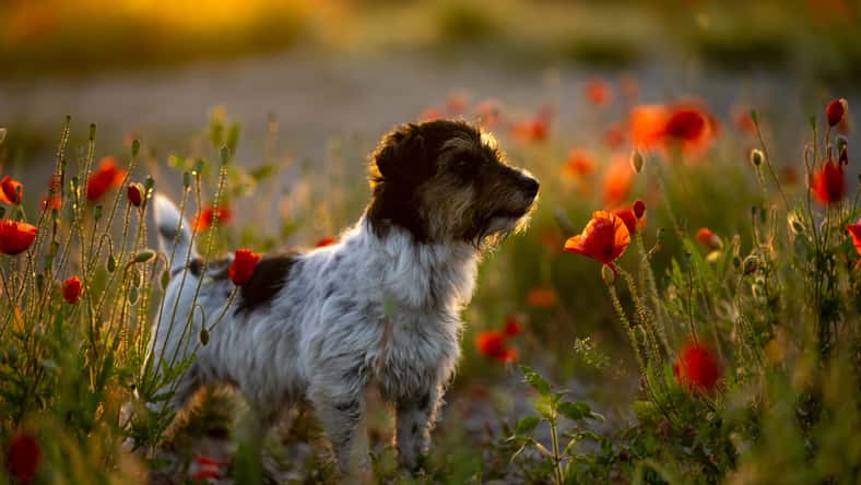 dog at dawn. Cute little Jack Russell Terrier in front of beautiful colored sunset or sunrise on a poppy field