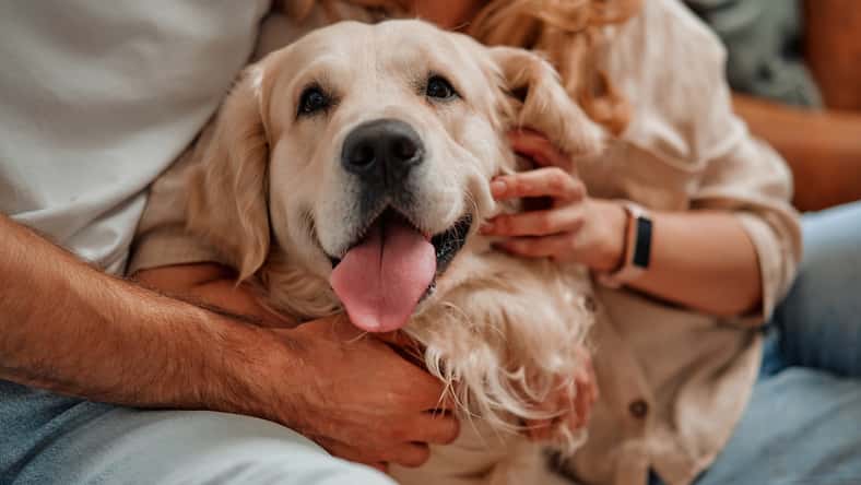 Young couple playing and hugging their pet labrador dog while sitting on the sofa by the window in the living room at home, having fun together.