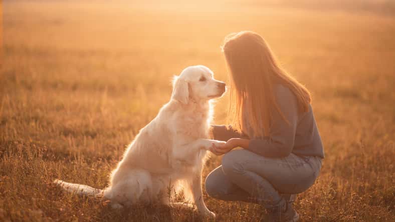golden retriever dog and a young woman sharing a moment at sunset doing the paw trick